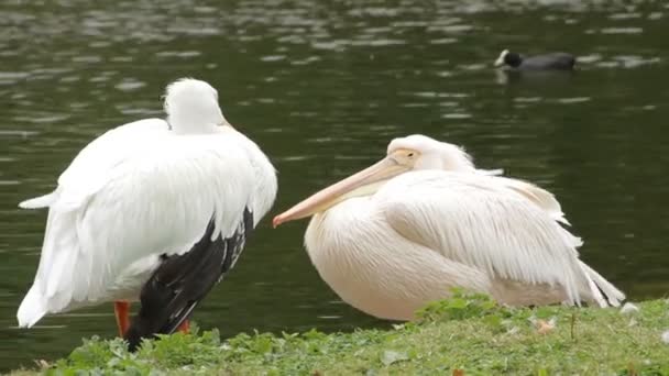2 en 1 Deux pélican blanc et le cygne près de l'eau 