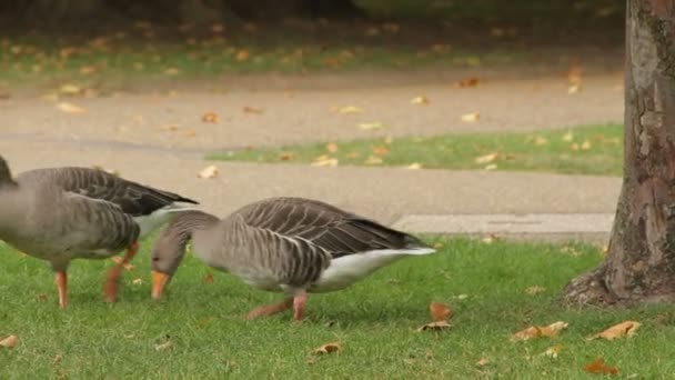 Ganso Greylag Parque Londres — Vídeo de Stock