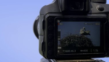 Dijital fotoğraf makinesi nin ekranında yuvadaki leylek