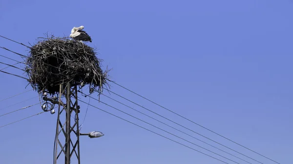 European White Stork Ciconia Ciconia Boet Ovanpå Den Elektriska Pelaren — Stockfoto