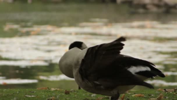 Kanada Kazları Regent Park Londra Ngiltere — Stok video