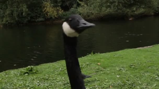 加拿大鹅在摄政公园 — 图库视频影像