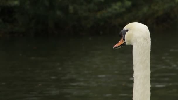 2 en 1 Le cygne repose sur l'herbe verte près du lac 