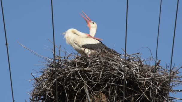 Två Storkar Nest Talking — Stockvideo