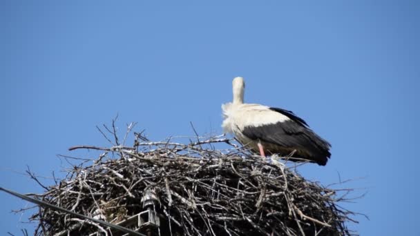 青空の背景に巣の白いコウノトリは それ自体をきれいにします — ストック動画