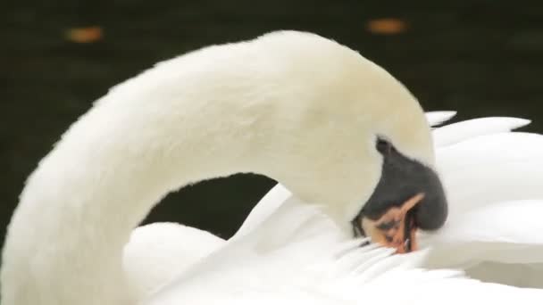 Cisne Blanco Limpia Sus Plumas Cerca — Vídeos de Stock