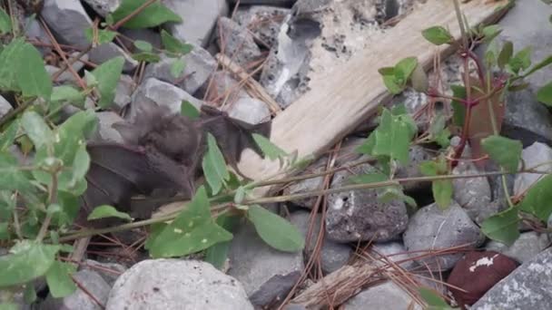 Bébé chauve-souris 2 en 1 étourdi par la chaleur - La chauve-souris égyptienne à visage fendu, Nycteris thebaica 