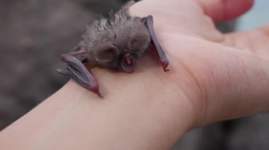 Bir kadının bileğindeki yarasa Mısır kesiği yüzlü yarasa Nycteris thebaica