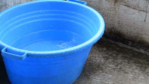 青いプラスチック製の洗濯ボウルは雨水を集める — ストック動画