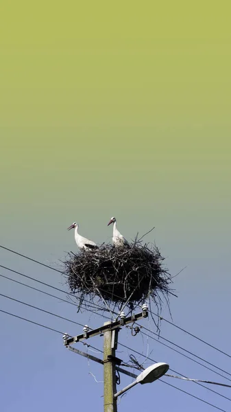 Twee Volwassen Europese Witte Ooievaars Nest — Stockfoto