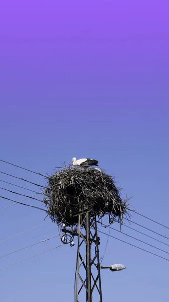 Vit Stork Boet Ovanpå Elektrisk Pelare Blue Sky Bakgrund — Stockfoto