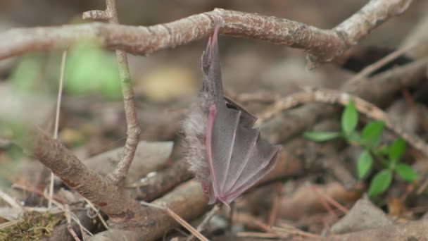 Chauve Souris Pend Une Branche Étirant Ses Ailes Chauve Souris — Video