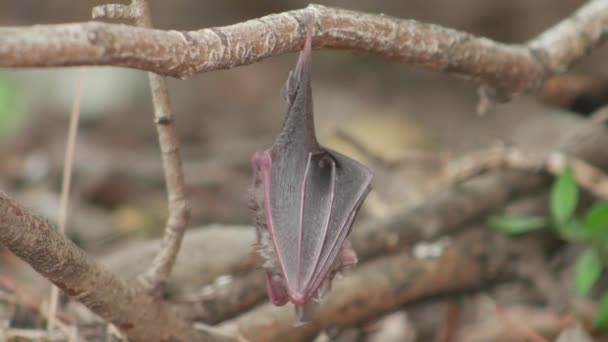 婴儿蝙蝠挂在树枝 埃及狭缝面蝙蝠 — 图库视频影像