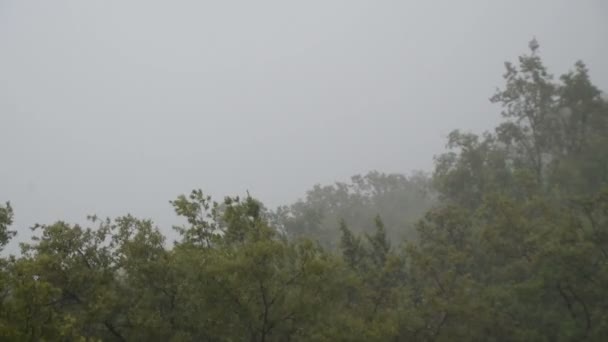 Lluvia Sobre Árboles Verdes Bosque Durante Una Tormenta Viento — Vídeo de stock