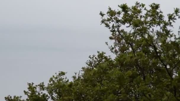 Zielone Drzewa Huśtawka Wietrze Przed Deszczem — Wideo stockowe