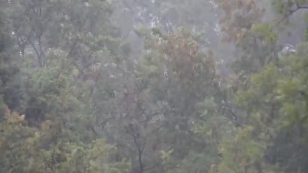 暴风雨期间 在森林中倾盆大雨 — 图库视频影像