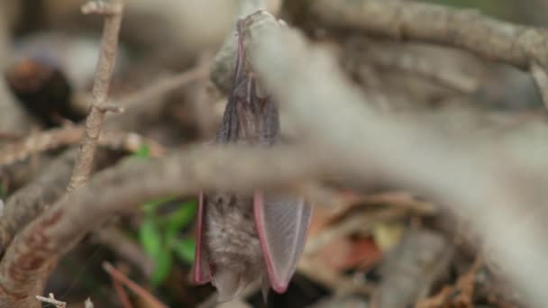 Fledermaus Hängt Tagsüber Busch — Stockvideo