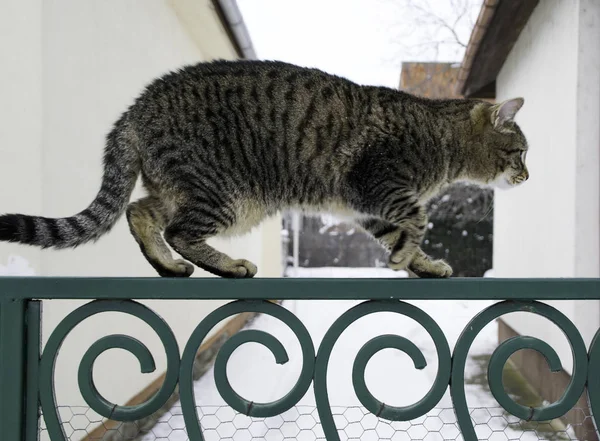 Gato Esponjoso Camina Sobre Una Cerca Verde Durante Invierno Nevado —  Fotos de Stock