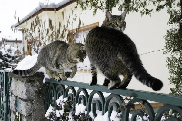 Dos Gatos Caminando Sobre Una Cerca Verde Durante Invierno Nevado —  Fotos de Stock