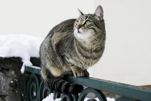 Chat Rayé Sur Clôture Regardant Vers Haut Pendant Hiver Neigeux — Photo