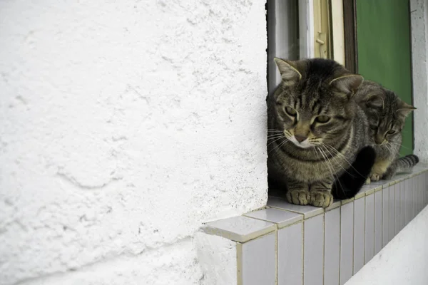 Dwa Puszyste Pasiaste Koty Skraju Okna — Zdjęcie stockowe