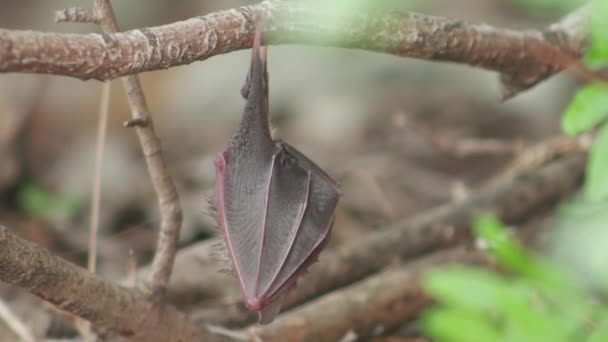 Baby Vleermuis Hangt Van Een Tak — Stockvideo