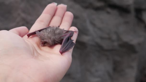 Colpo Calore Esaurimento Calore Bambino Pipistrello Nella Mano Della Donna — Video Stock