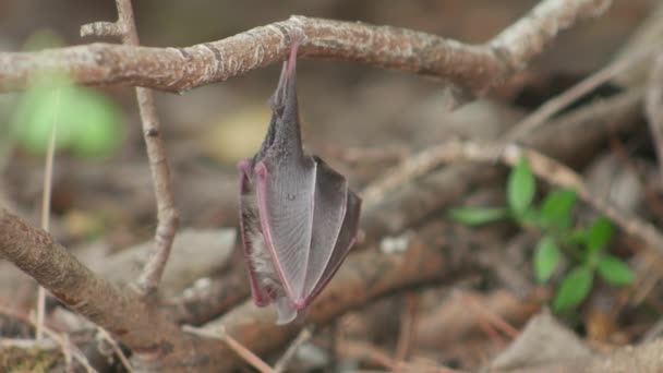 Baby Bat Hangs Branch Egyptian Slit Faced Bat Nycteris Thebaica — Stock Video