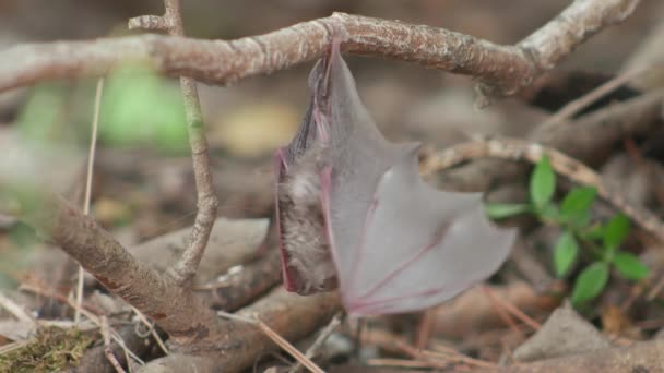 Baby Bat Hanging Upside Branch Cleaning Stretching Wings — Stock Video