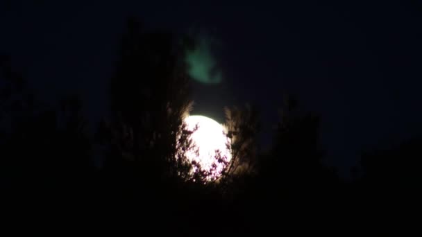 Frumoasă Lună Plină Ramura Copacilor — Videoclip de stoc