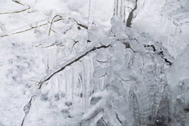 Soğuk kış aylarında buz sarkıtları ile dondurulmuş dal
