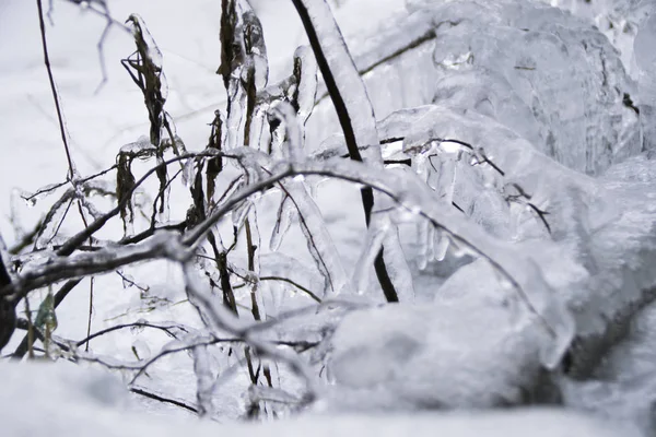 Zmrazená Větev Rampouchy Během Studené Zimy — Stock fotografie