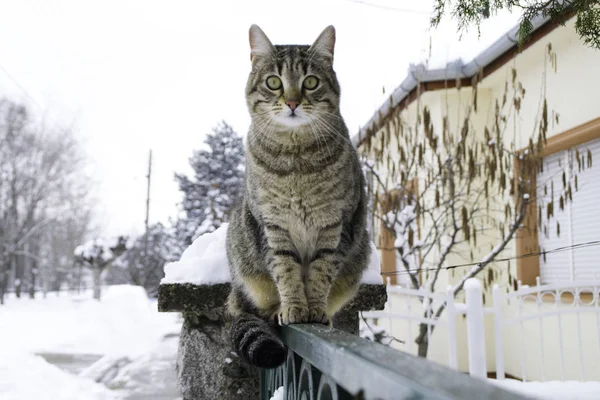 Chat Rayé Assis Sur Clôture Regardant Caméra Maison Rue Sont — Photo