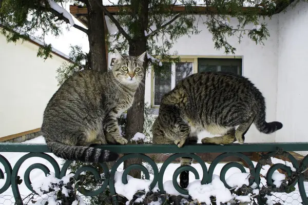 Две Пушистые Полосатые Кошки Заборе Перед Домом Проверяют Снег — стоковое фото