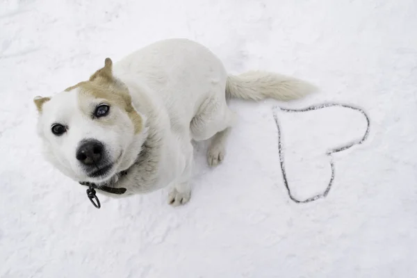 Beyaz köpek ve karda kalp çizilmiş - Seni seviyorum