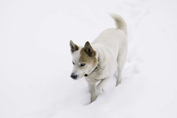 Chien Blanc Marchant Dans Neige Profonde — Photo