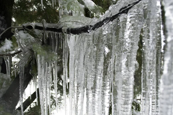 Rampouchy Visí Větví Stálezelené Větev Stromu Ikonkami Uzavření Ledu Stromě — Stock fotografie