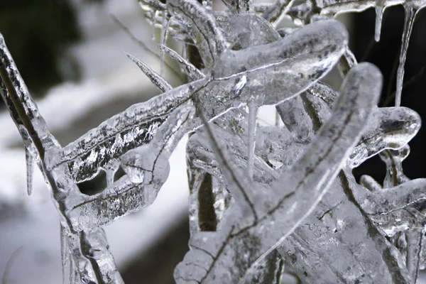 Bevroren Tak Tijdens Koude Winter — Stockfoto