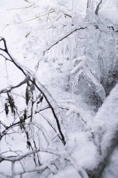 Zmrazená Větev Rampouchy Během Studené Zimy — Stock fotografie