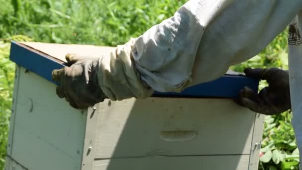 양봉가가 상단을 조정하여 새로운 꿀벌이 벌집에 들어갈 있도록 합니다 — 비디오