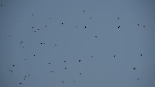 Swarm Van Honingbijen Die Tegen Blauwe Lucht Vliegen — Stockvideo