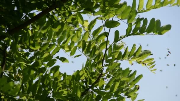 晴れた日に黒いイナゴの木の枝の隣を飛ぶミツバチ — ストック動画