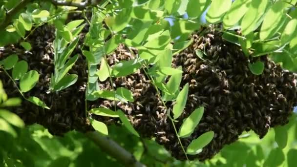 Berkerumun Lebah Pembentukan Koloni Baru Keluarga Lebah Pada Cabang Pohon — Stok Video