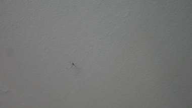  Beyaz Duvarda Dady Uzun Bacaklı Örümcek (Pholcidae)