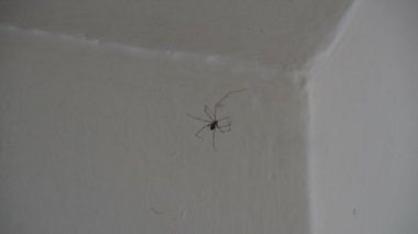  Beyaz Duvarda Mahzen Örümceği (Pholcidae)