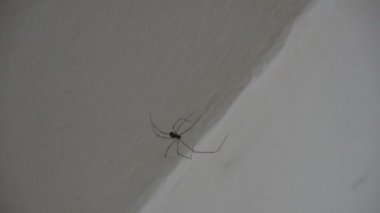 Beyaz Duvarda Uzun Bacaklı Örümcek (Pholcidae)