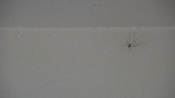 Uzun Bacaklar Spider Mahzen Spider Beyaz Duvar Üzerinde Dady Uzun — Stok video