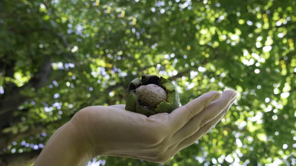 Left Female Hand Holds Walnut Fruit Background Walnut Tree Autumn — Stockfoto