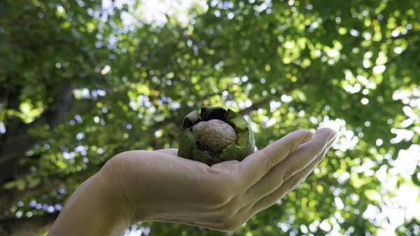 Kvinnlig Hand Håller Valnötsfrukt Bakgrunden Ett Valnötsträd Höstens Skörd Nötter — Stockfoto