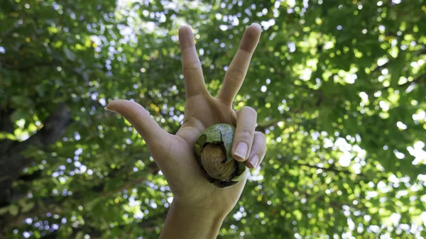 A woman\'s hand with three fingers raised holds the fruit of a walnut. A three-finger symbol characteristic of Serbs and Serbia.